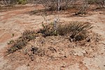 Euphorbia sp nova aff actinoclada Langobaya GPS188 Kenya 2014 Christian IMG_3821.jpg